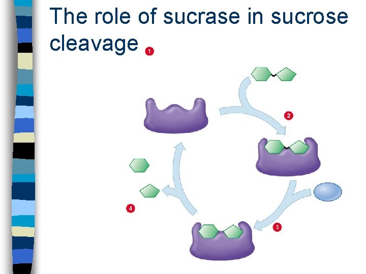 The role of sucrase in sucrose cleavage 