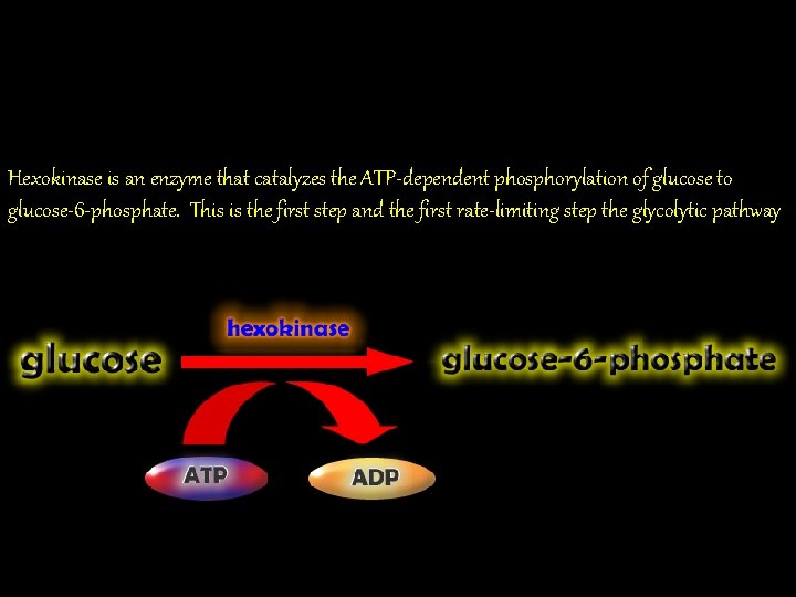 Hexokinase is an enzyme that catalyzes the ATP-dependent phosphorylation of glucose to glucose-6 -phosphate.