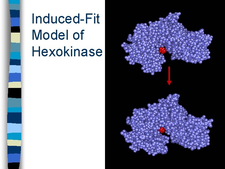 Induced-Fit Model of Hexokinase 