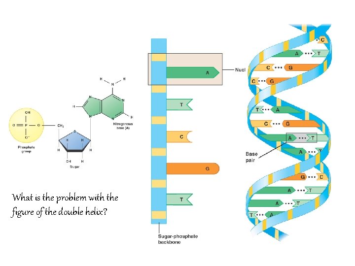 What is the problem with the figure of the double helix? 