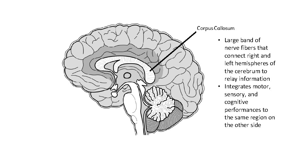  • Large band of nerve fibers that connect right and left hemispheres of