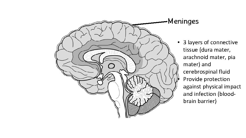  • 3 layers of connective tissue (dura mater, arachnoid mater, pia mater) and