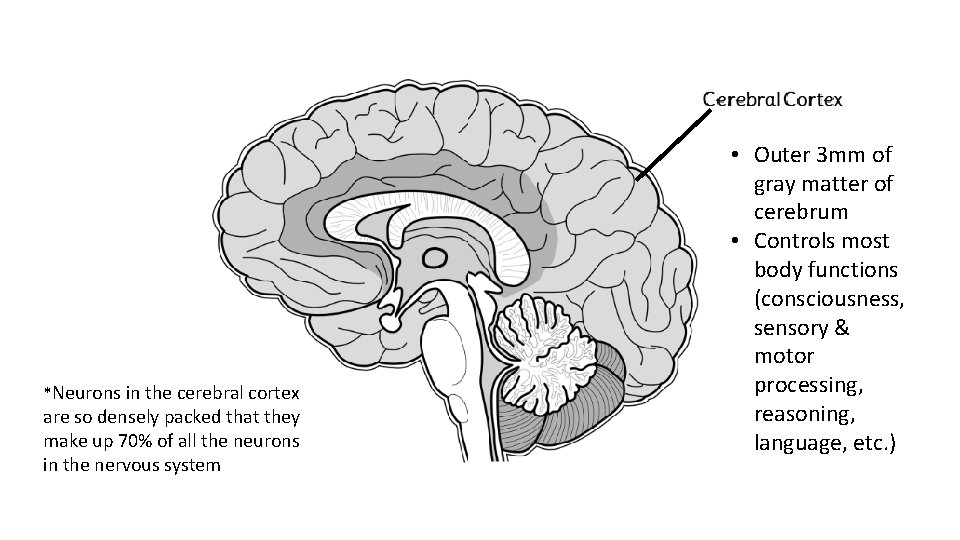 *Neurons in the cerebral cortex are so densely packed that they make up 70%