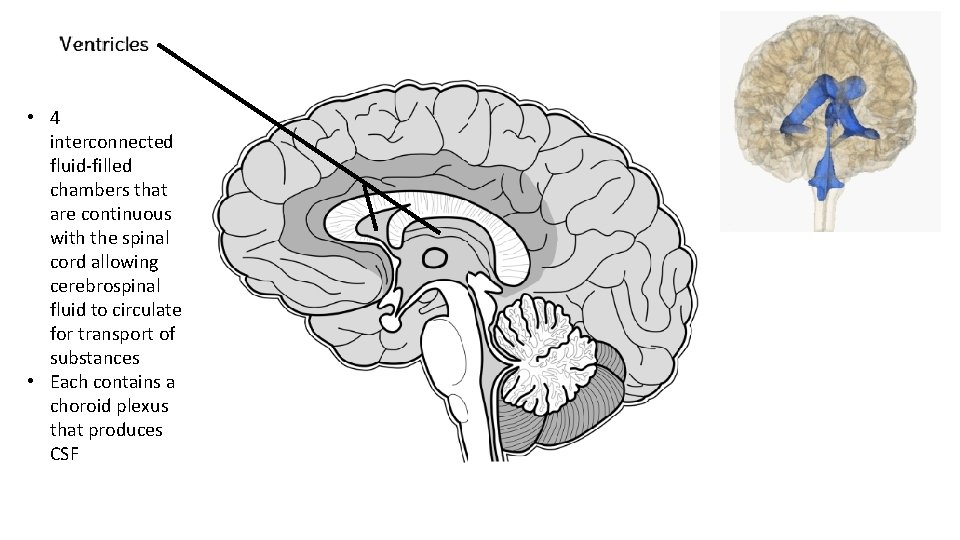  • 4 interconnected fluid-filled chambers that are continuous with the spinal cord allowing