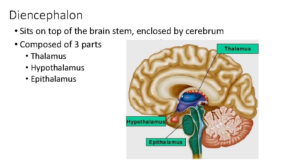 Diencephalon • Sits on top of the brain stem, enclosed by cerebrum • Composed