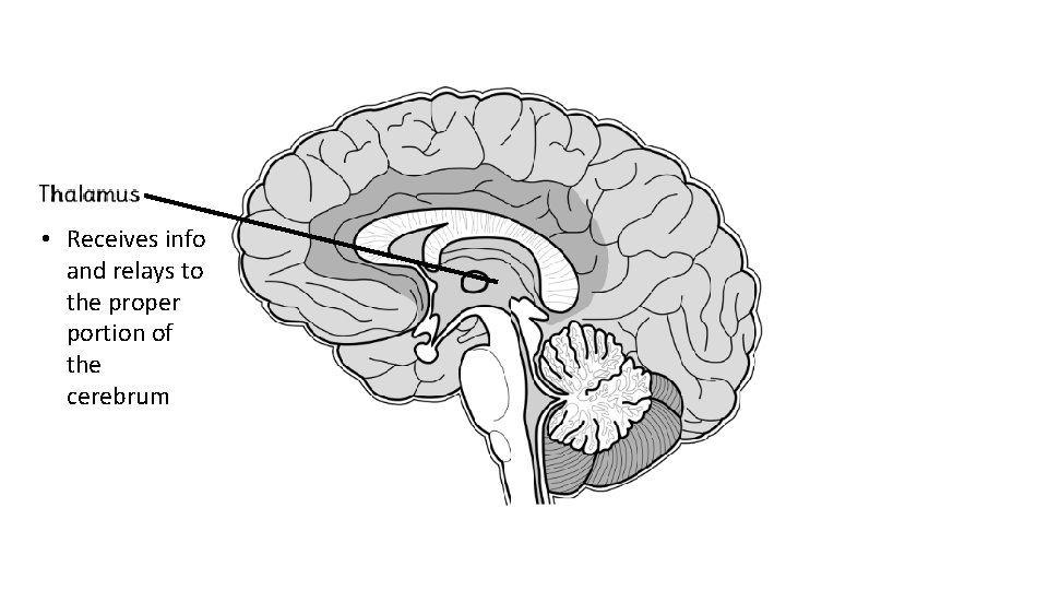  • Receives info and relays to the proper portion of the cerebrum 