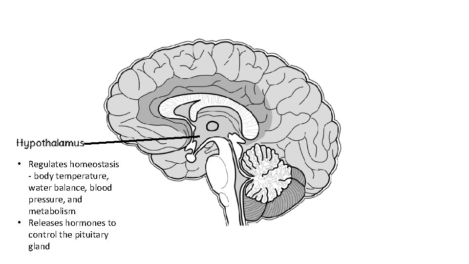 • Regulates homeostasis - body temperature, water balance, blood pressure, and metabolism •