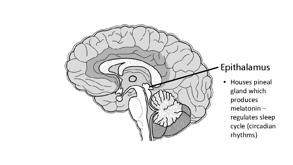 Epithalamus • Houses pineal gland which produces melatonin – regulates sleep cycle (circadian rhythms)