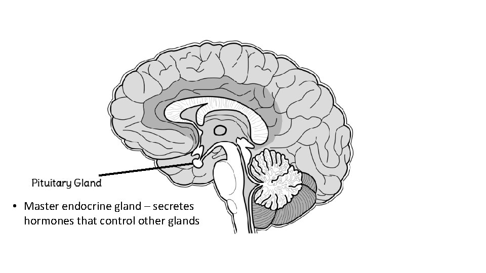  • Master endocrine gland – secretes hormones that control other glands 