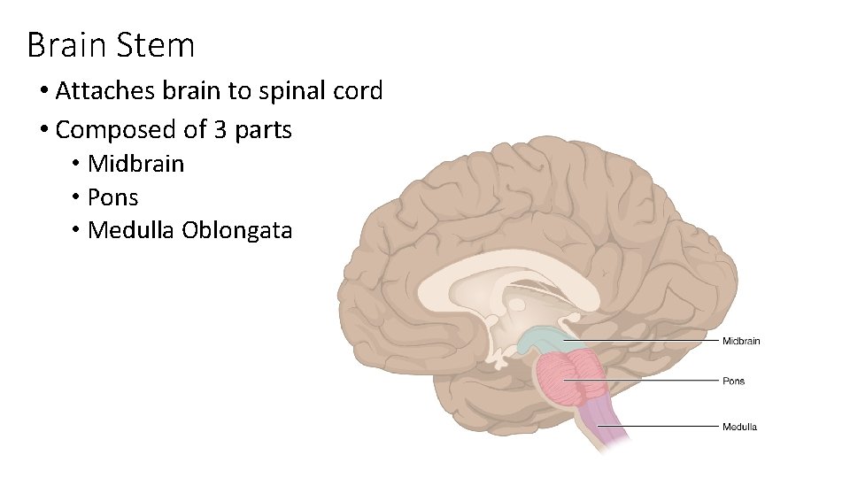 Brain Stem • Attaches brain to spinal cord • Composed of 3 parts •