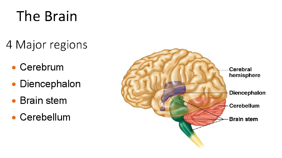 The Brain 4 Major regions · Cerebrum · Diencephalon · Brain stem · Cerebellum