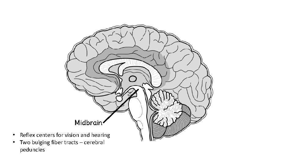  • Reflex centers for vision and hearing • Two bulging fiber tracts –