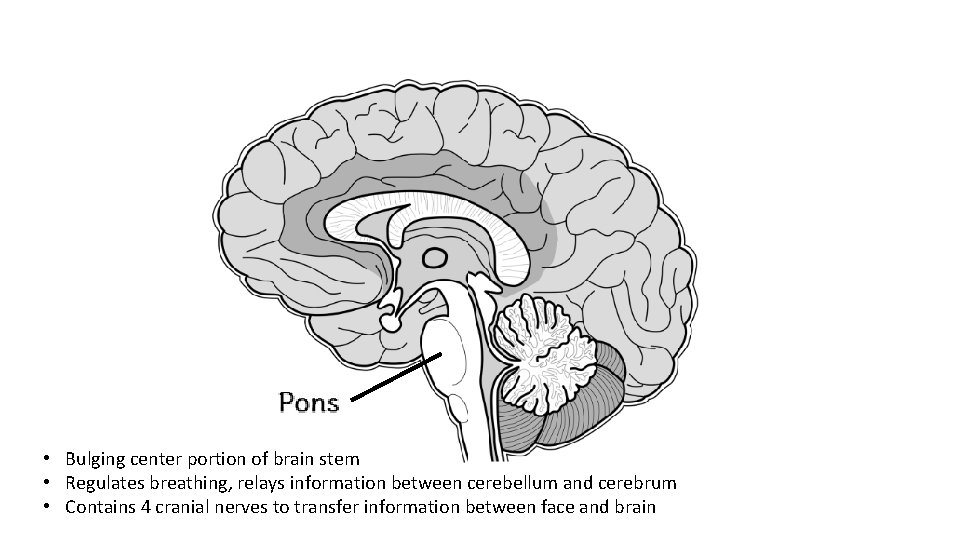  • Bulging center portion of brain stem • Regulates breathing, relays information between