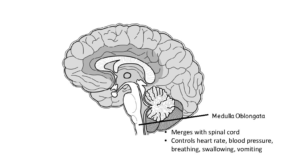  • Merges with spinal cord • Controls heart rate, blood pressure, breathing, swallowing,