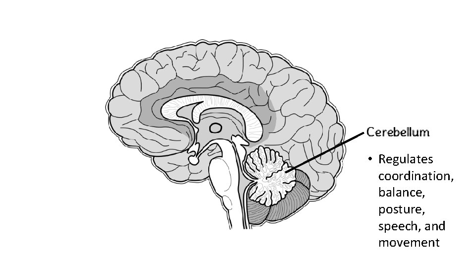  • Regulates coordination, balance, posture, speech, and movement 