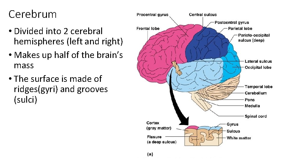 Cerebrum • Divided into 2 cerebral hemispheres (left and right) • Makes up half