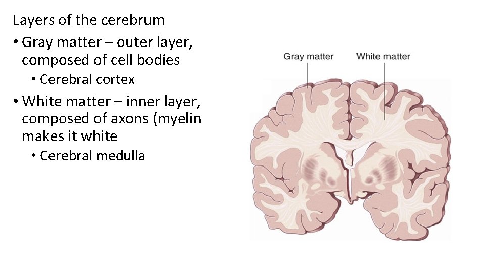 Layers of the cerebrum • Gray matter – outer layer, composed of cell bodies