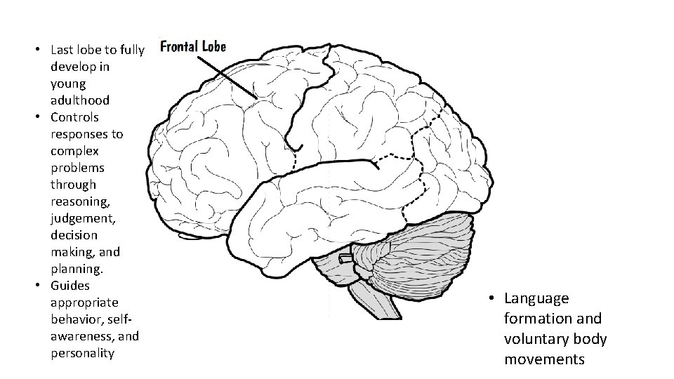  • Last lobe to fully develop in young adulthood • Controls responses to