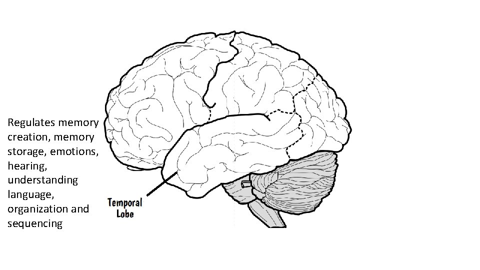  • Regulates memory creation, memory storage, emotions, hearing, understanding language, organization and sequencing