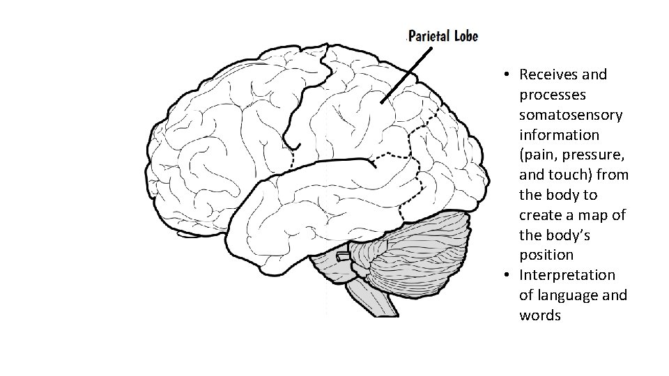  • Receives and processes somatosensory information (pain, pressure, and touch) from the body