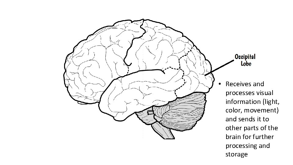  • Receives and processes visual information (light, color, movement) and sends it to