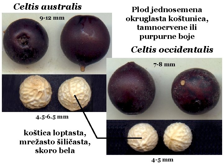 Celtis australis 9 -12 mm Plod jednosemena okruglasta koštunica, tamnocrvene ili purpurne boje Celtis