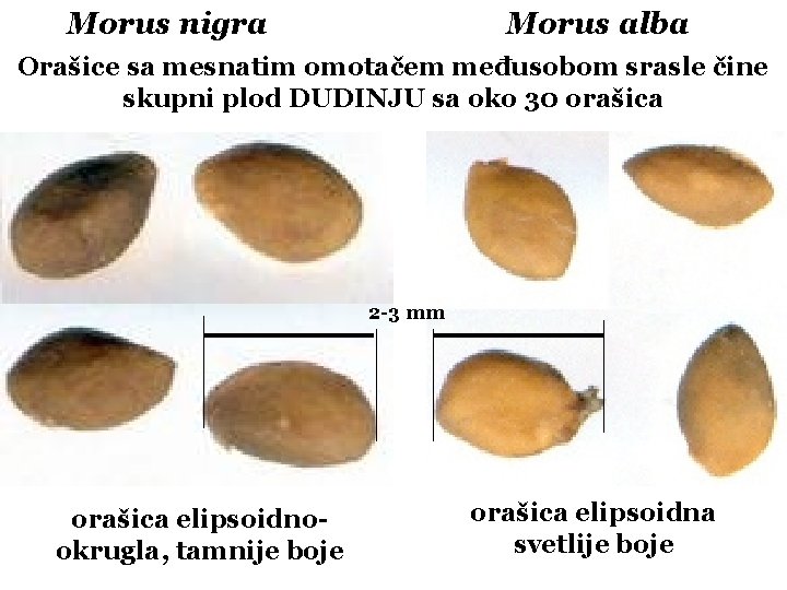 Morus nigra Morus alba Orašice sa mesnatim omotačem međusobom srasle čine skupni plod DUDINJU