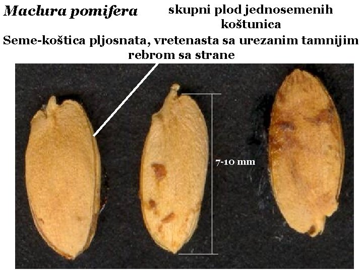 skupni plod jednosemenih koštunica Seme-koštica pljosnata, vretenasta sa urezanim tamnijim rebrom sa strane Maclura
