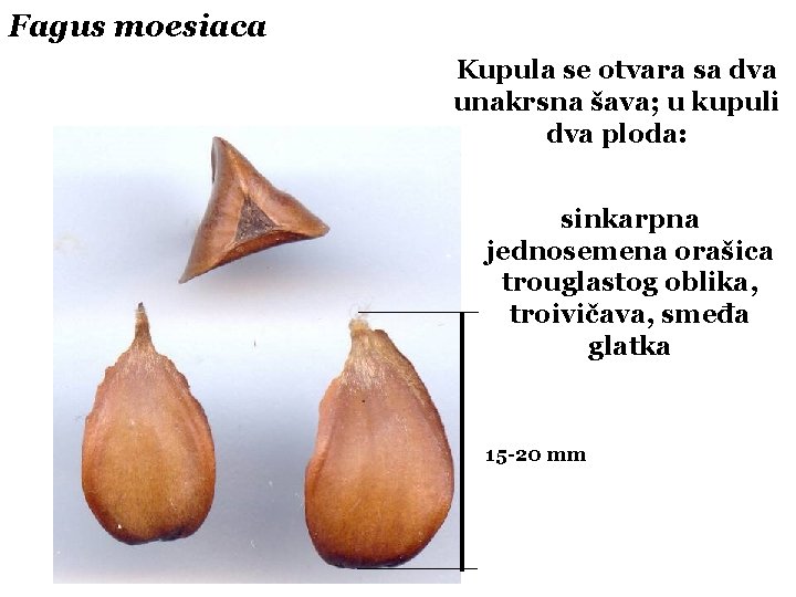 Fagus moesiaca Kupula se otvara sa dva unakrsna šava; u kupuli dva ploda: sinkarpna