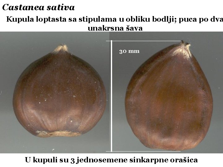 Castanea sativa Kupula loptasta sa stipulama u obliku bodlji; puca po dva unakrsna šava