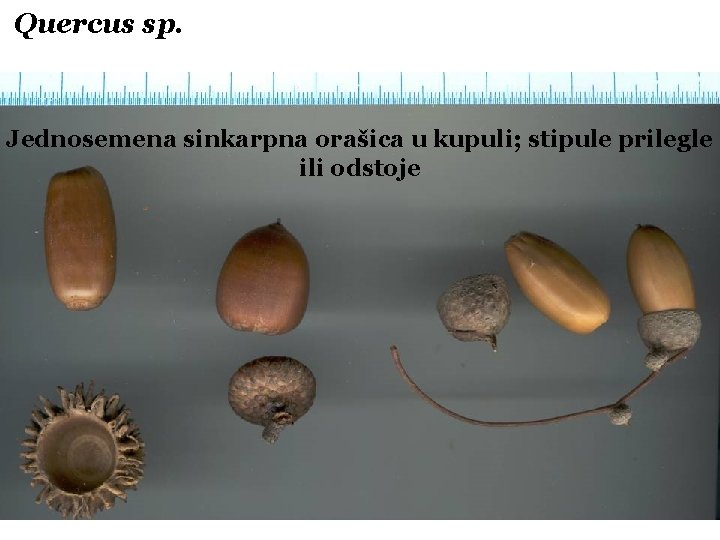 Quercus sp. Jednosemena sinkarpna orašica u kupuli; stipule prilegle ili odstoje 