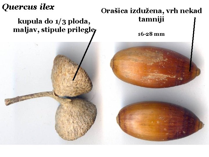 Quercus ilex kupula do 1/3 ploda, maljav, stipule prilegle Orašica izdužena, vrh nekad tamniji