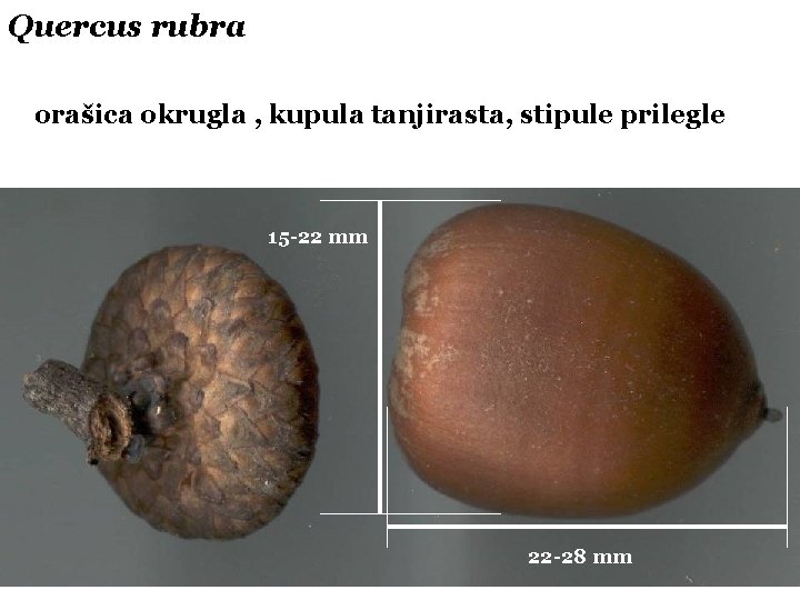 Quercus rubra orašica okrugla , kupula tanjirasta, stipule prilegle 15 -22 mm 22 -28