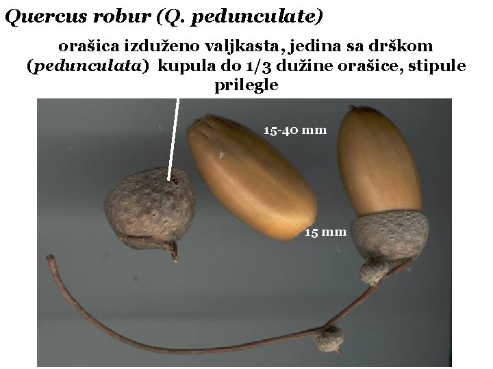 Quercus robur (Q. pedunculate) orašica izduženo valjkasta, jedina sa drškom (pedunculata) kupula do 1/3