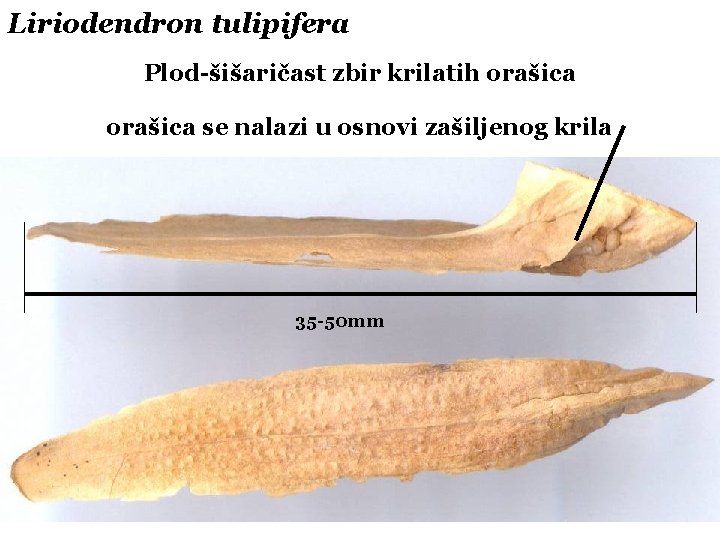 Liriodendron tulipifera Plod-šišaričast zbir krilatih orašica se nalazi u osnovi zašiljenog krila 35 -50
