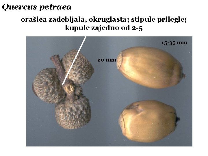 Quercus petraea orašica zadebljala, okruglasta; stipule prilegle; kupule zajedno od 2 -5 15 -35