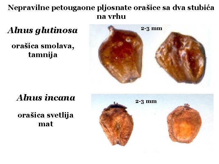 Nepravilne petougaone pljosnate orašice sa dva stubića na vrhu Alnus glutinosa 2 -3 mm