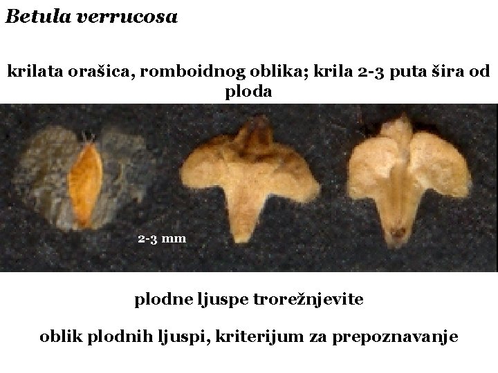 Betula verrucosa krilata orašica, romboidnog oblika; krila 2 -3 puta šira od ploda 2