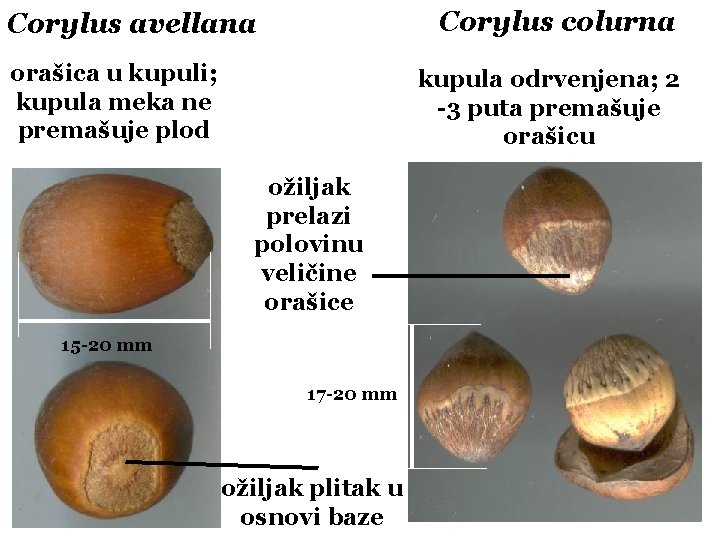 Corylus colurna Corylus avellana orašica u kupuli; kupula meka ne premašuje plod kupula odrvenjena;