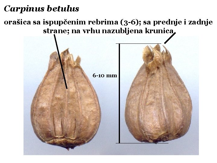 Carpinus betulus orašica sa ispupčenim rebrima (3 -6); sa prednje i zadnje strane; na