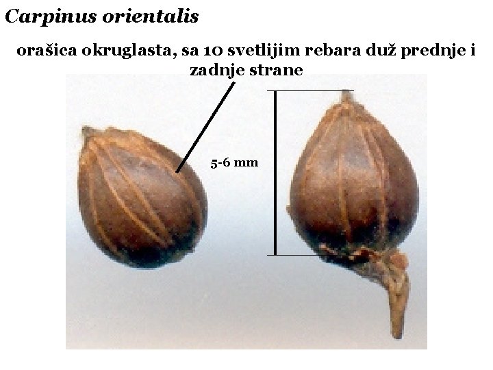 Carpinus orientalis orašica okruglasta, sa 10 svetlijim rebara duž prednje i zadnje strane 5