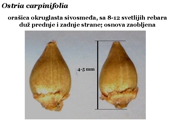 Ostria carpinifolia orašica okruglasta sivosmeđa, sa 8 -12 svetlijih rebara duž prednje i zadnje