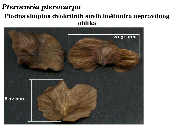 Pterocaria pterocarpa Plodna skupina dvokrilnih suvih koštunica nepravilnog oblika 20 -30 mm 8 -12