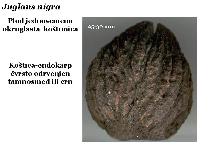 Juglans nigra Plod jednosemena okruglasta koštunica Koštica-endokarp čvrsto odrvenjen tamnosmeđ ili crn 25 -30