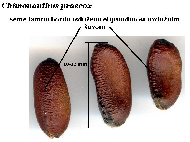 Chimonanthus praecox seme tamno bordo izduženo elipsoidno sa uzdužnim šavom 10 -12 mm 
