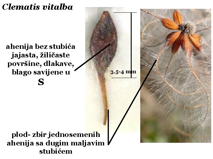 Clematis vitalba ahenija bez stubića jajasta, žiličaste površine, dlakave, blago savijene u S plod-