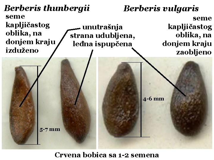 Berberis thunbergii seme kapljičastog oblika, na donjem kraju izduženo Berberis vulgaris seme kapljičastog oblika,