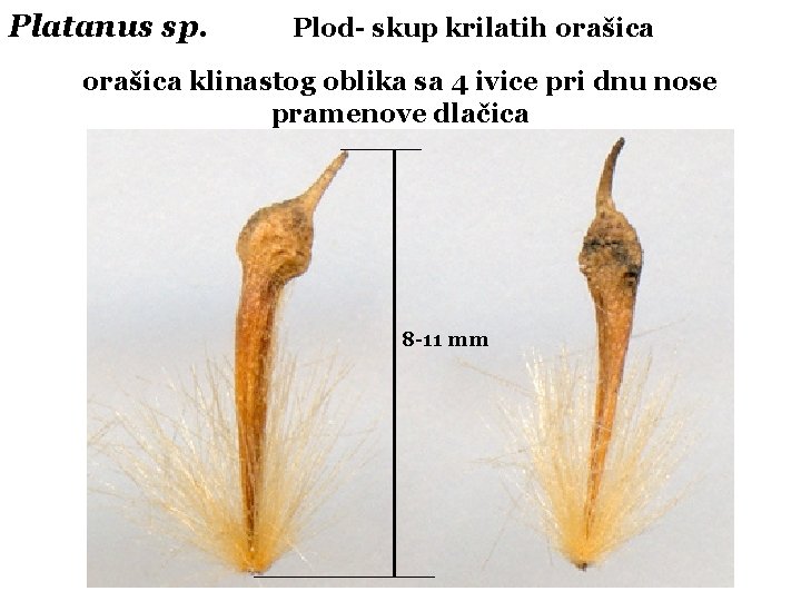 Platanus sp. Plod- skup krilatih orašica klinastog oblika sa 4 ivice pri dnu nose