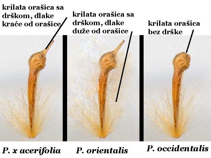 krilata orašica sa drškom, dlake kraće od orašice P. x acerifolia krilata orašica sa