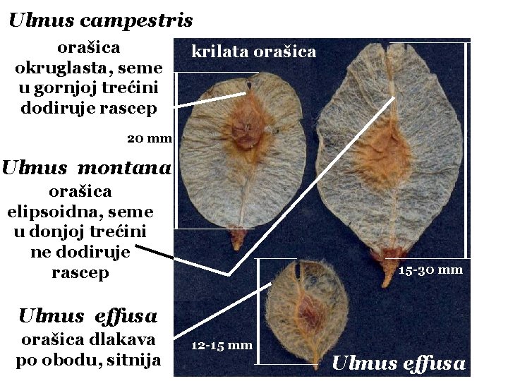Ulmus campestris orašica okruglasta, seme u gornjoj trećini dodiruje rascep krilata orašica 20 mm